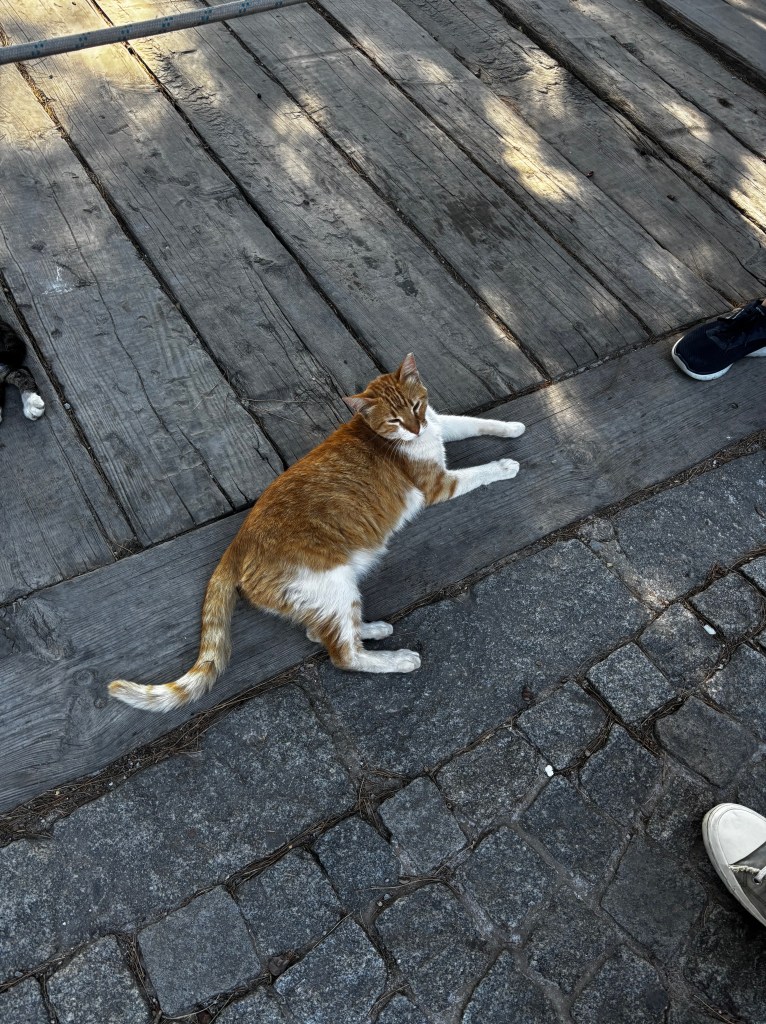 A relaxed orange and white cat lying on a wooden platform, surrounded by cobblestone pavement.