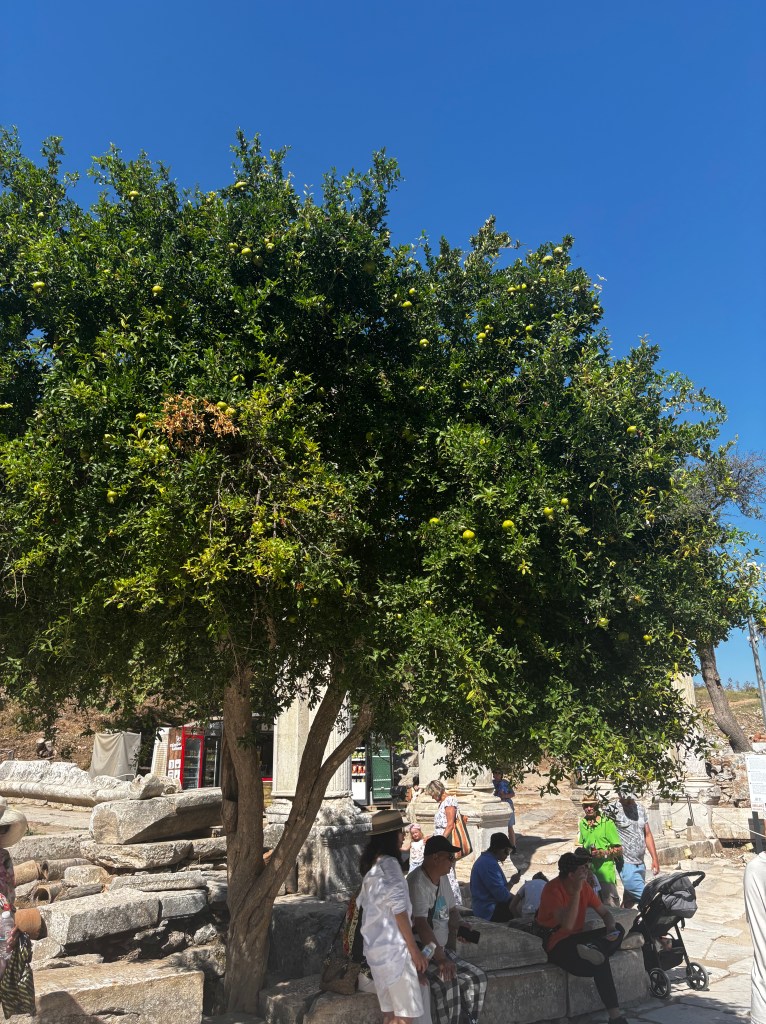 A vibrant tree with green foliage and yellow fruits stands prominently, surrounded by visitors exploring the ancient ruins of Ephesus under a clear blue sky.